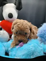 Robert , a male Maltipoo for sale in Mount Vernon, MO – 1 of 4