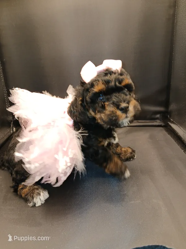 Fancy – Poodle - Toy  puppy for sale in Mount Vernon, MO