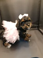 Fancy, a female Poodle - Toy  for sale in Mount Vernon, MO – 1 of 4
