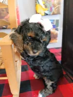 Fancy, a female Poodle - Toy  for sale in Mount Vernon, MO – 4 of 4