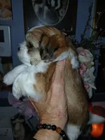 Barney , a male Mal Shi for sale in Mount Vernon, MO – 2 of 3