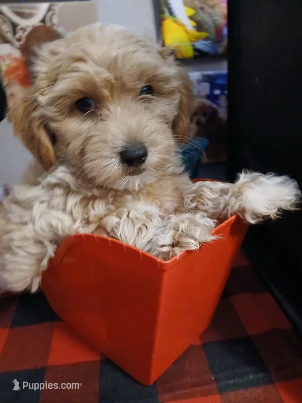 Patrick – Maltipoo puppy for sale in Mount Vernon, MO