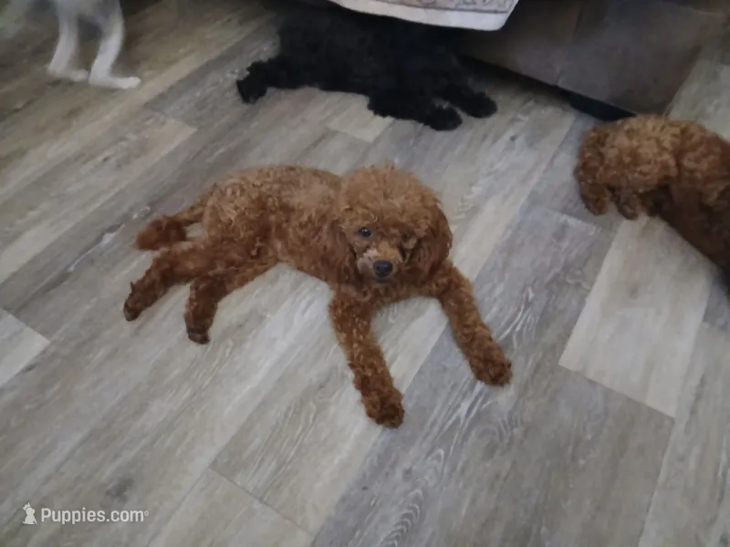 Cayenne AKC – Poodle - Miniature  puppy for sale in Mount Vernon, MO