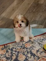 Wags 3.11 lbs, a male Mal Shi for sale in Mount Vernon, MO – 1 of 8