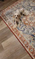 Patches, a female Poodle - Toy  for sale in Mount Vernon, MO – 2 of 2