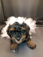 Fancy, a female Poodle - Toy  for sale in Mount Vernon, MO – 2 of 4