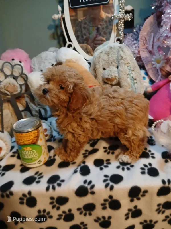 Tiny Tim 2.6 lbs – Maltipoo puppy for sale in Mount Vernon, MO