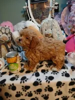 Tiny Tim 2.6 lbs, a male Maltipoo for sale in Mount Vernon, MO – 1 of 3