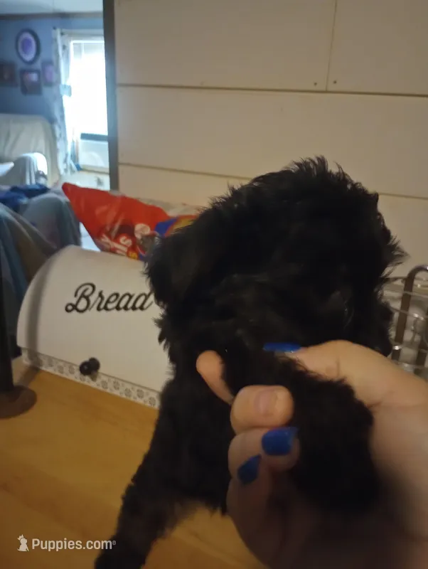 Morkiepoo female – Morkie puppy for sale in Mount Vernon, MO