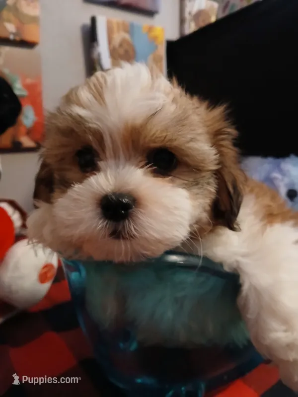 Barney – Mal Shi puppy for sale in Mount Vernon, MO