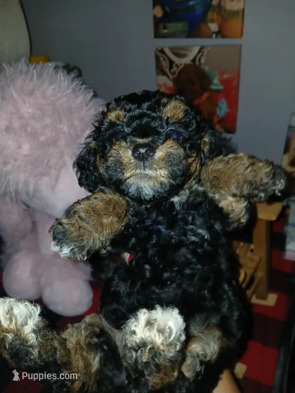 Fancy – Poodle - Toy  puppy for sale in Mount Vernon, MO