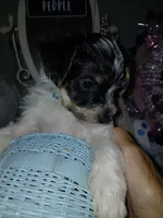 Blue, a male Yorkipoo for sale in Mount Vernon, MO – 2 of 4