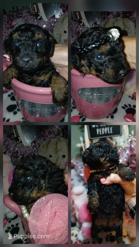 Sady – Poodle - Toy  puppy for sale in Mount Vernon, MO