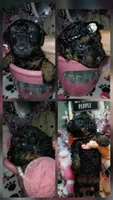 Sady, a female Poodle - Toy  for sale in Mount Vernon, MO – 1 of 1