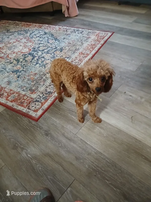 Scarlett companion – Poodle - Toy  puppy for sale in Mount Vernon, MO