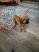 Scarlett companion, a female Poodle - Toy  for sale in Mount Vernon, MO – 1 of 3
