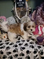 Wags 3.11 lbs, a male Mal Shi for sale in Mount Vernon, MO – 5 of 8
