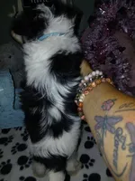 Blue, a male Yorkipoo for sale in Mount Vernon, MO – 3 of 4
