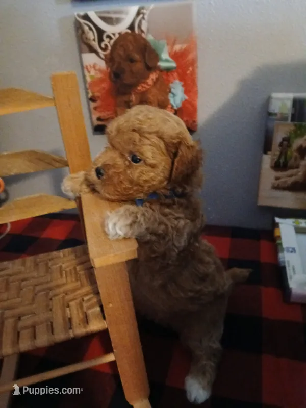Robert – Maltipoo puppy for sale in Mount Vernon, MO