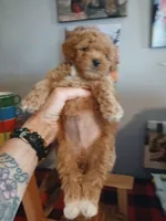 Douglas , a male Maltipoo for sale in Mount Vernon, MO – 2 of 3