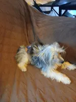 Rocki 5lb intact , a male Yorkshire Terrier for sale in Mount Vernon, MO – 3 of 4
