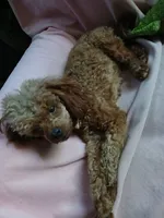 Scarlett companion, a female Poodle - Toy  for sale in Mount Vernon, MO – 3 of 3