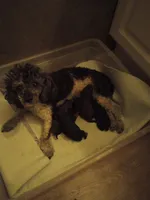 Sassy, a female Poodle - Toy  for sale in Mount Vernon, MO – 2 of 2