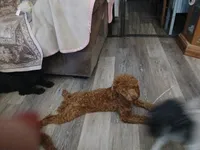 Hotshot, a male Poodle - Miniature  for sale in Mount Vernon, MO – 4 of 4