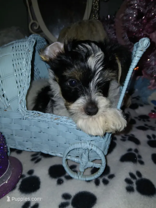 Blue – Yorkipoo puppy for sale in Mount Vernon, MO