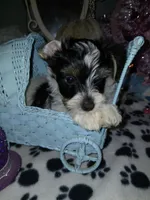 Blue, a male Yorkipoo for sale in Mount Vernon, MO – 1 of 4