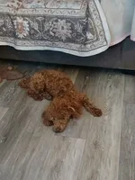 Hotshot, a male Poodle - Miniature  for sale in Mount Vernon, MO – 2 of 4