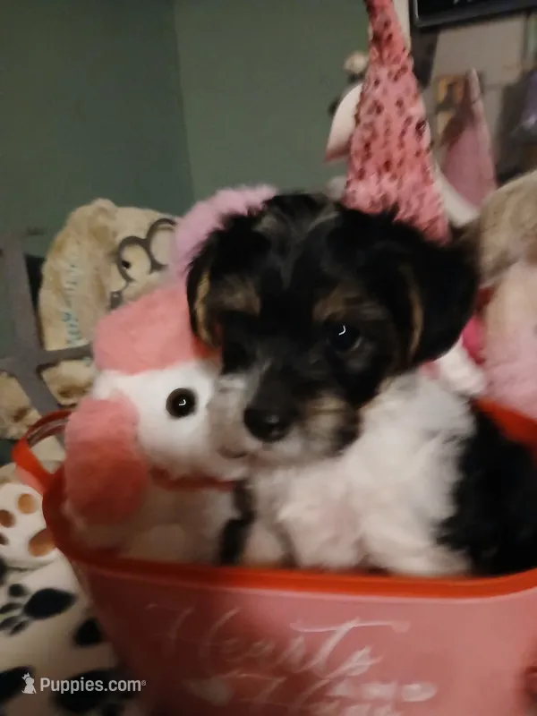 Pink – Yorkipoo puppy for sale in Mount Vernon, MO
