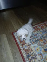 Sugar, a female Maltipoo for sale in Mount Vernon, MO – 3 of 3