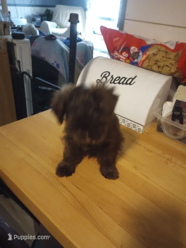 Morkiepoo – Morkie puppy for sale in Mount Vernon, MO