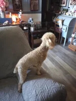 Gracie AKC 6lbs., a female Poodle - Toy  for sale in Mount Vernon, MO – 4 of 4