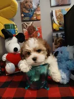 Wags 3.11 lbs, a male Mal Shi for sale in Mount Vernon, MO – 3 of 8