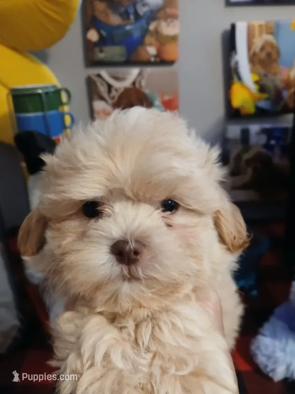 Fred    (Green Eyes) – Mal Shi puppy for sale in Mount Vernon, MO