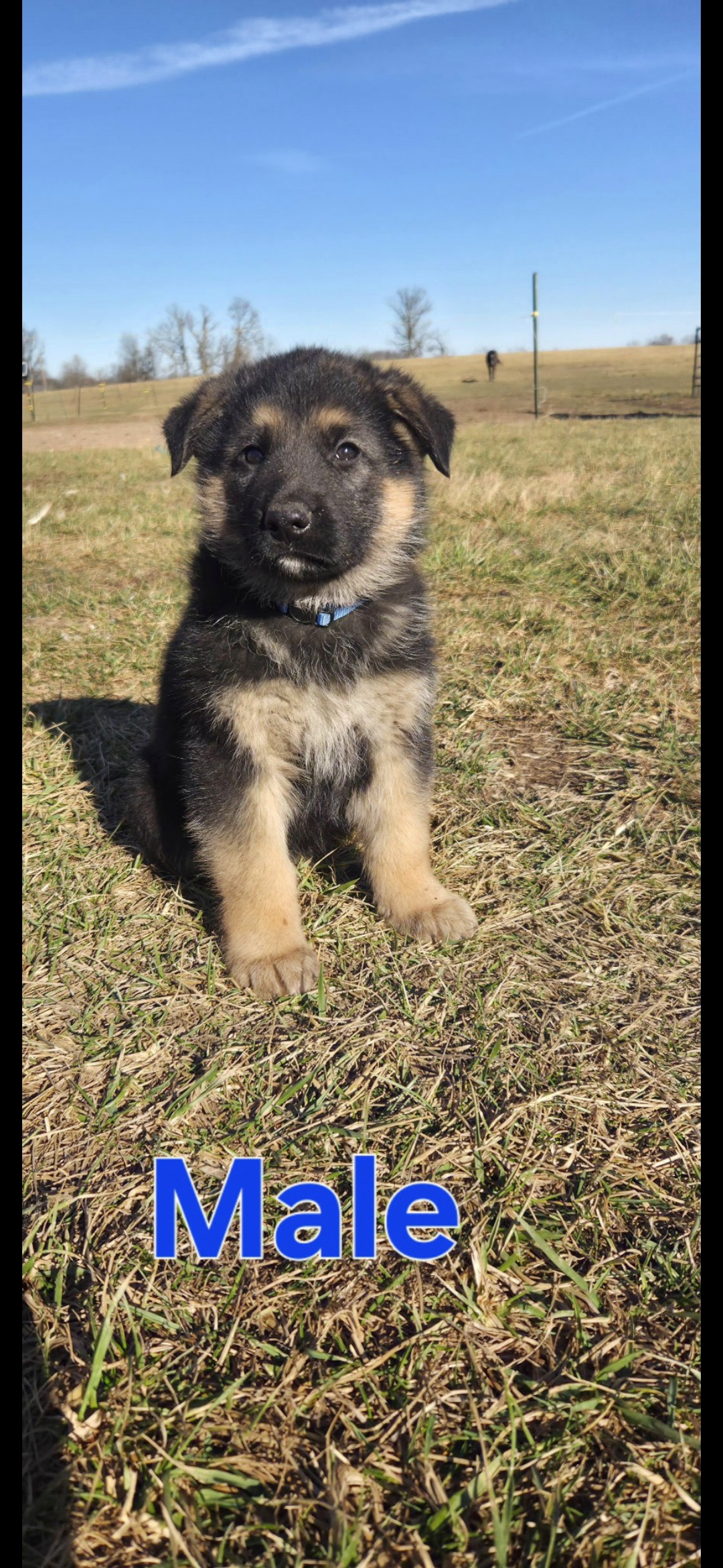 Duke is a German Shepherd Dog puppy for sale in Springfield, MO
