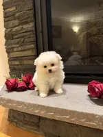 Teddy, a male Pomeranian for sale in Harrisonburg, VA – Photo 1 of 8