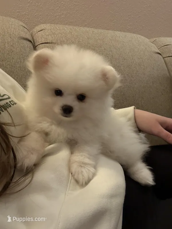 Teddy – Pomeranian puppy for sale in Harrisonburg, VA