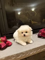 Teddy, a male Pomeranian for sale in Harrisonburg, VA – Photo 5 of 8