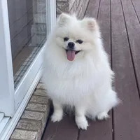 Teddy, a male Pomeranian for sale in Chicopee, MA – Photo 5 of 6