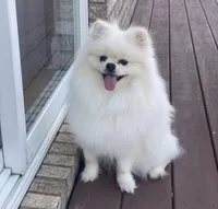 Teddy, a male Pomeranian for sale in Harrisonburg, VA – Photo 7 of 8