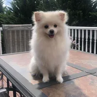 Teddy, a male Pomeranian for sale in Chicopee, MA – Photo 6 of 6