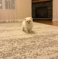 Teddy, a male Pomeranian for sale in Chicopee, MA – Photo 3 of 6