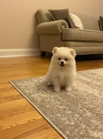 Teddy, a male Pomeranian for sale in Chicopee, MA – Photo 2 of 6