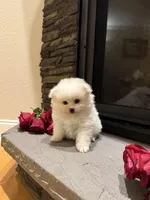 Teddy, a male Pomeranian for sale in Harrisonburg, VA – Photo 3 of 8