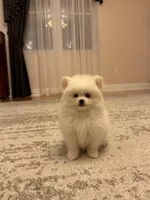 Teddy, a male Pomeranian for sale in Chicopee, MA – Photo 4 of 6