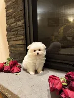 Teddy, a male Pomeranian for sale in Harrisonburg, VA – Photo 6 of 8