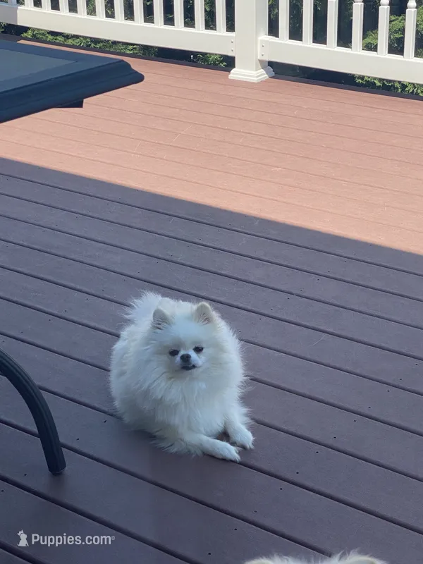 Barbie  – Pomeranian puppy for sale in Harrisonburg, VA